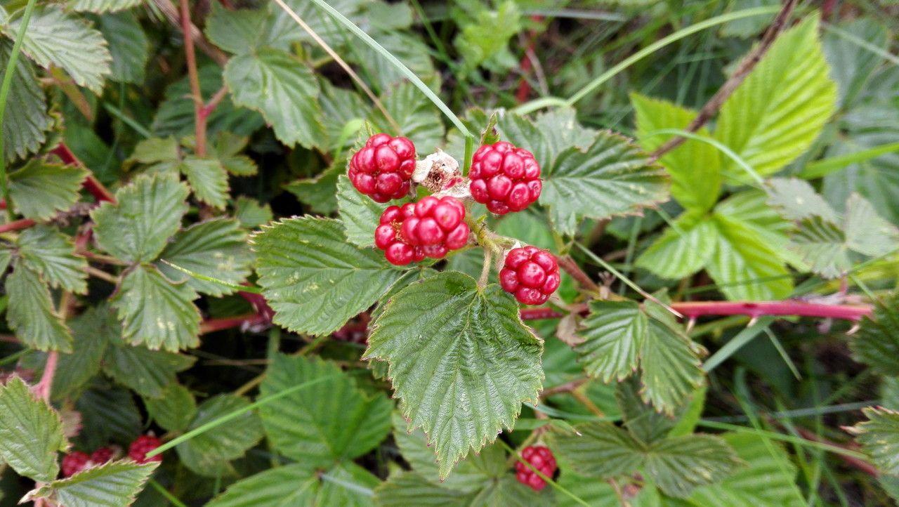 Sparrige Brombeere mit roten Trieben und weißen Blüten im lichten Unterholz eines Laubwaldes