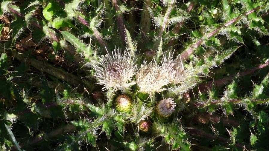 Cirsium foliosum blattreiche Distel mit weissen Bluetenkoepfen