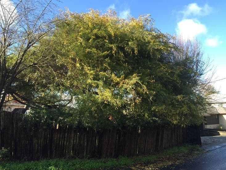 Japanische Zelkove (Zelkova serrata) mit eleganter Aststruktur und feinem Laub