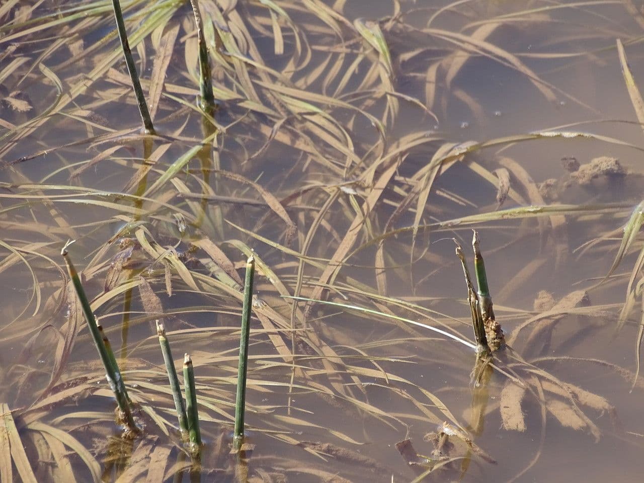 Lesser pondweed growing underwater with delicate leaves