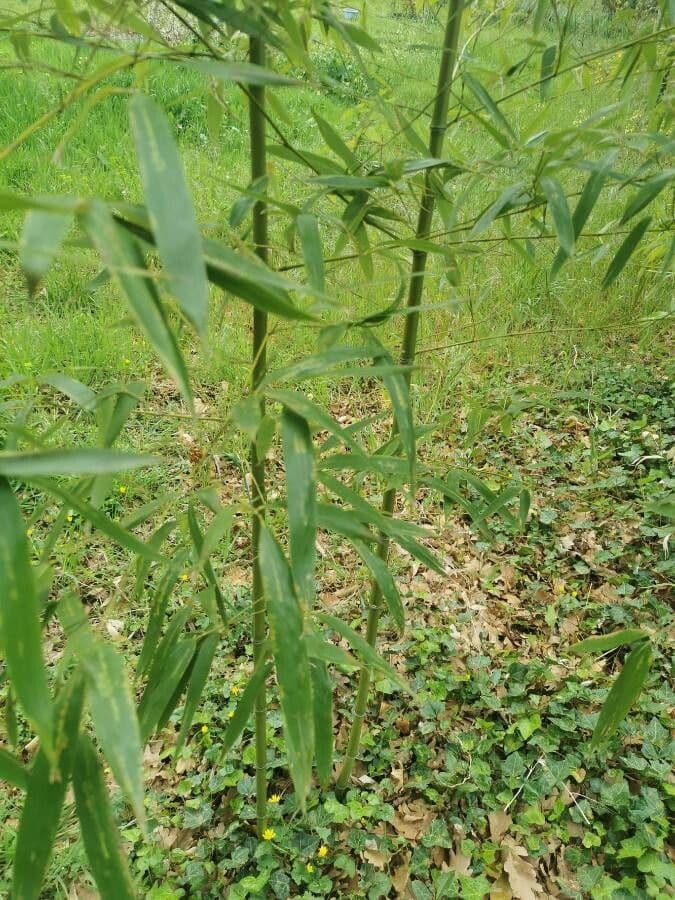 Phyllostachys aurea met gouden stengels