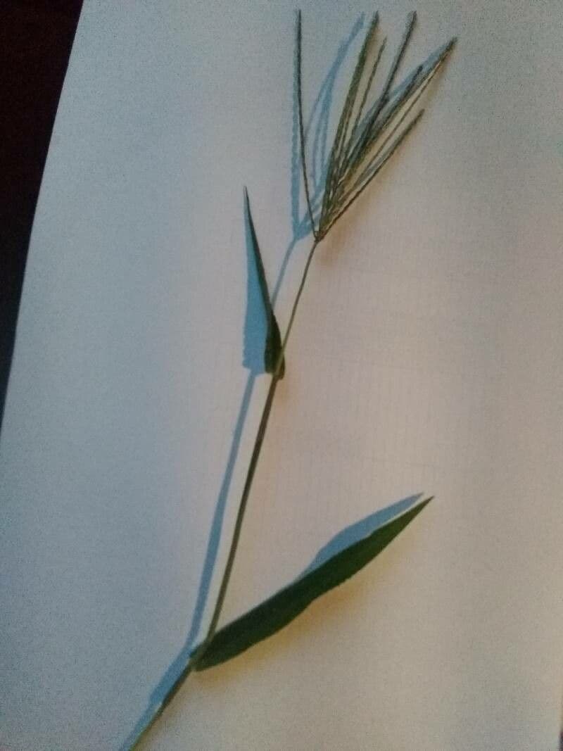 Pangolagras mit feinen Blaettern und gruenem Laub