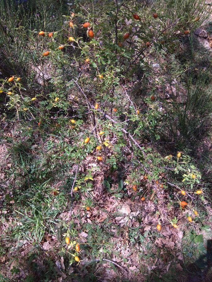 Field rose in the wild with small white flowers and glossy green foliage