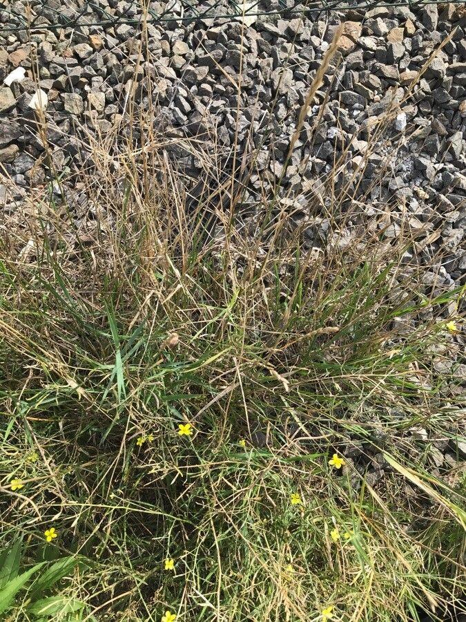 Kriech-Quecke (Elymus repens) in voller Ausbreitung auf einer sonnigen Wiese