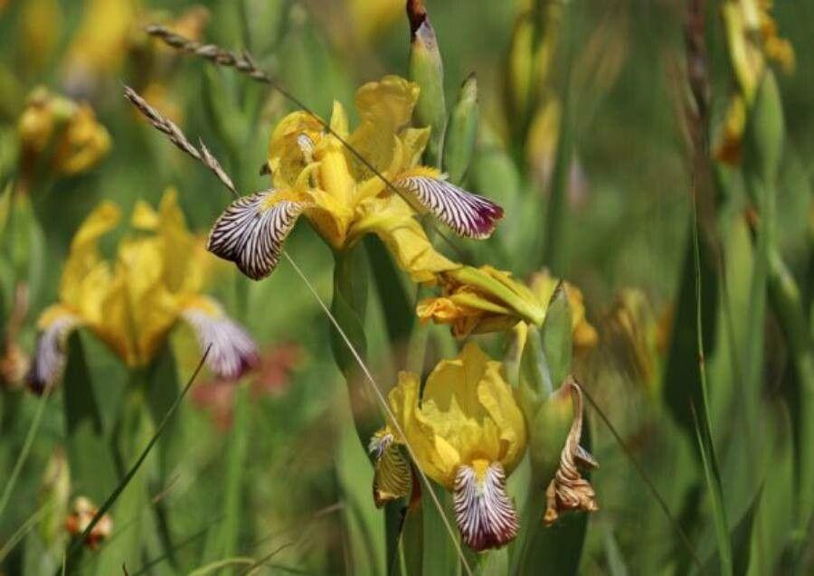 Iris panaché aux fleurs jaunes et violettes dans une bordure sèche et ensoleillée