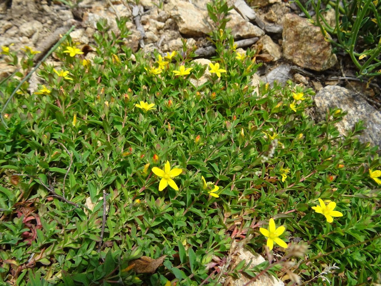 Trailing St. John's-wort with low growth, yellow flowers, and compact foliage