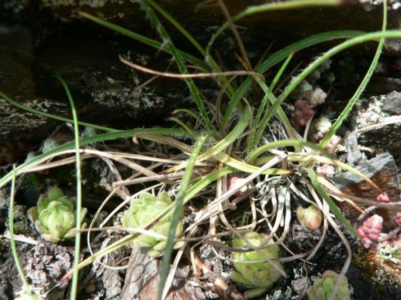 Blüten von Luzula spicata in Nahaufnahme