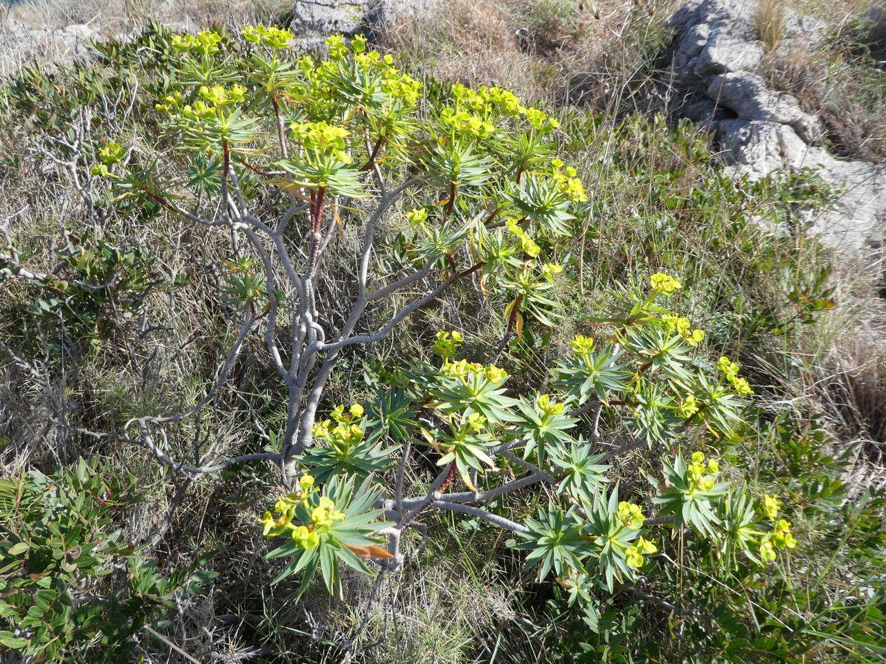 Woody spurge with yellow cyathia blooming in full sun on a rocky slope