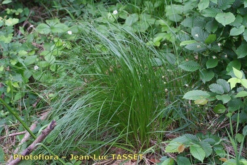 Laiche compacte dans un habitat montagneux