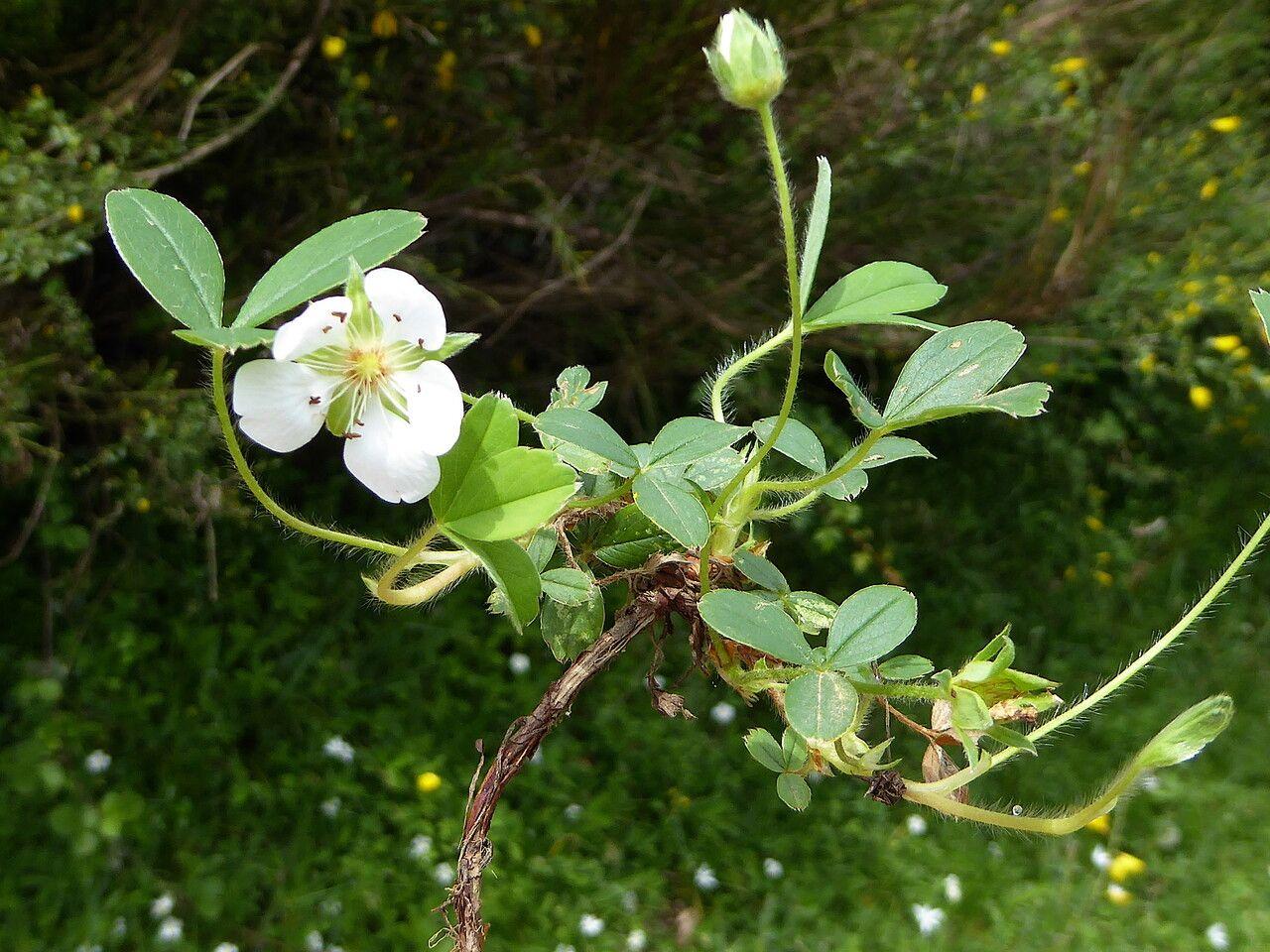 Berg-Fingerkraut in voller Blüte auf einer sonnigen Böschung, mit kleinen weißen Blüten und feingliedrigem Laub.
