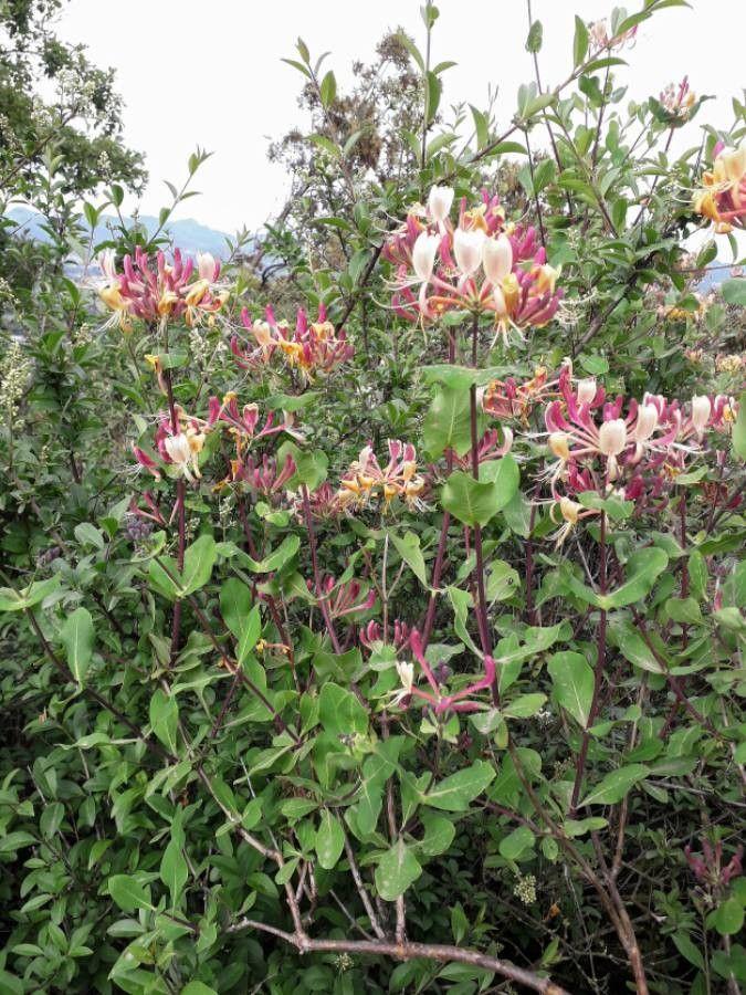 Etruscan honeysuckle in full bloom against a light wall, showing slender white flowers and blue-green foliage.