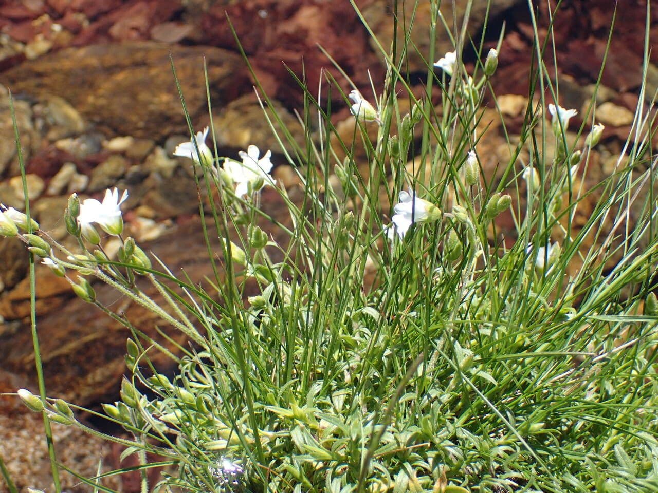 Cerastium arvense with white flowers