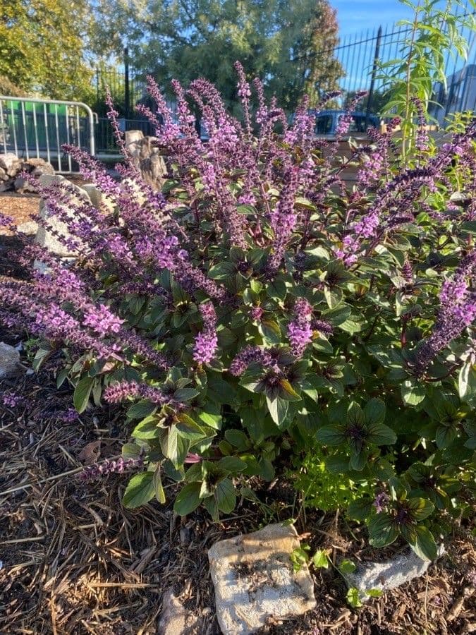 Ocimum kilimandscharicum bladeren en bloemen