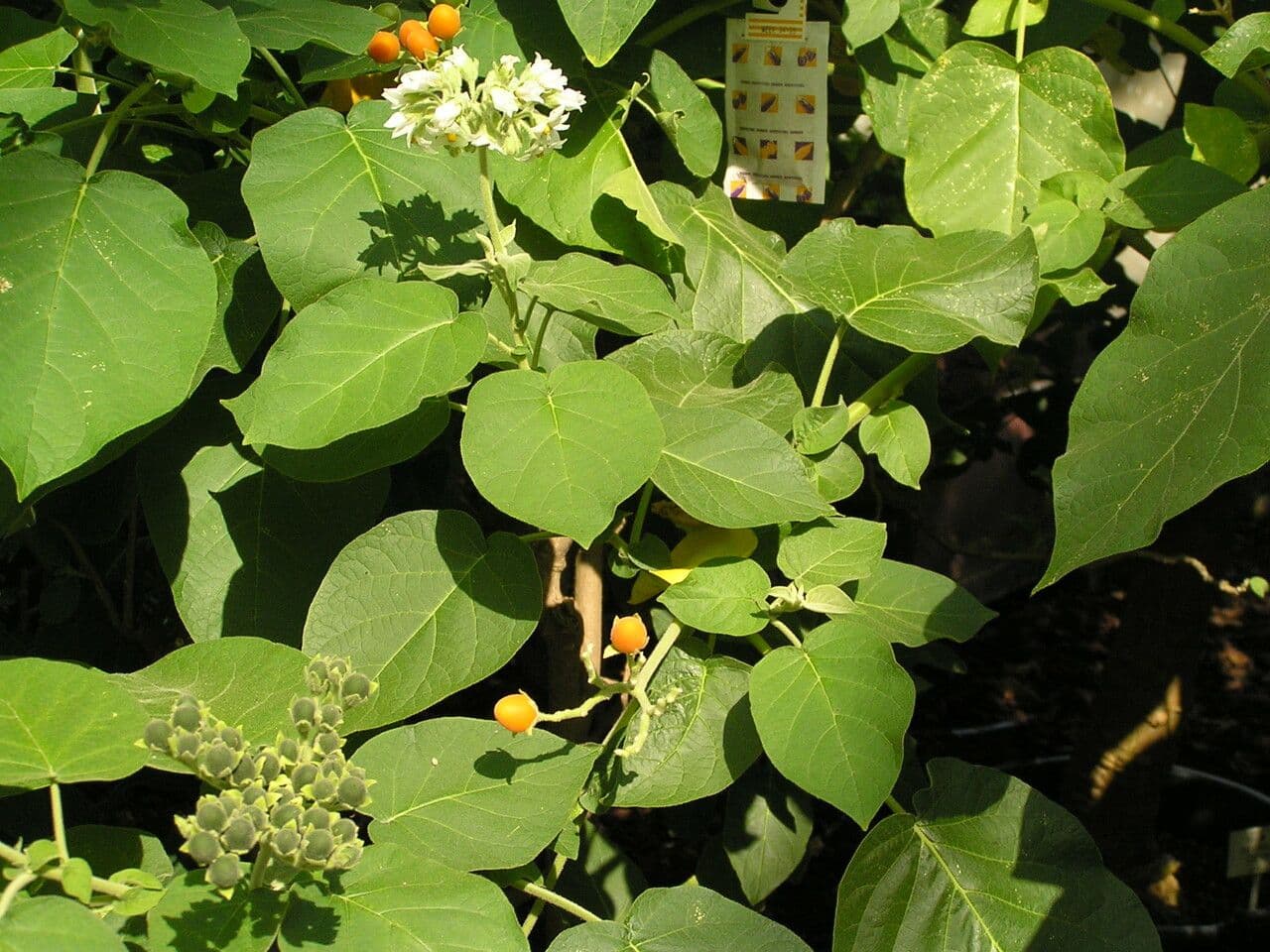 Plante solanum-abutiloides