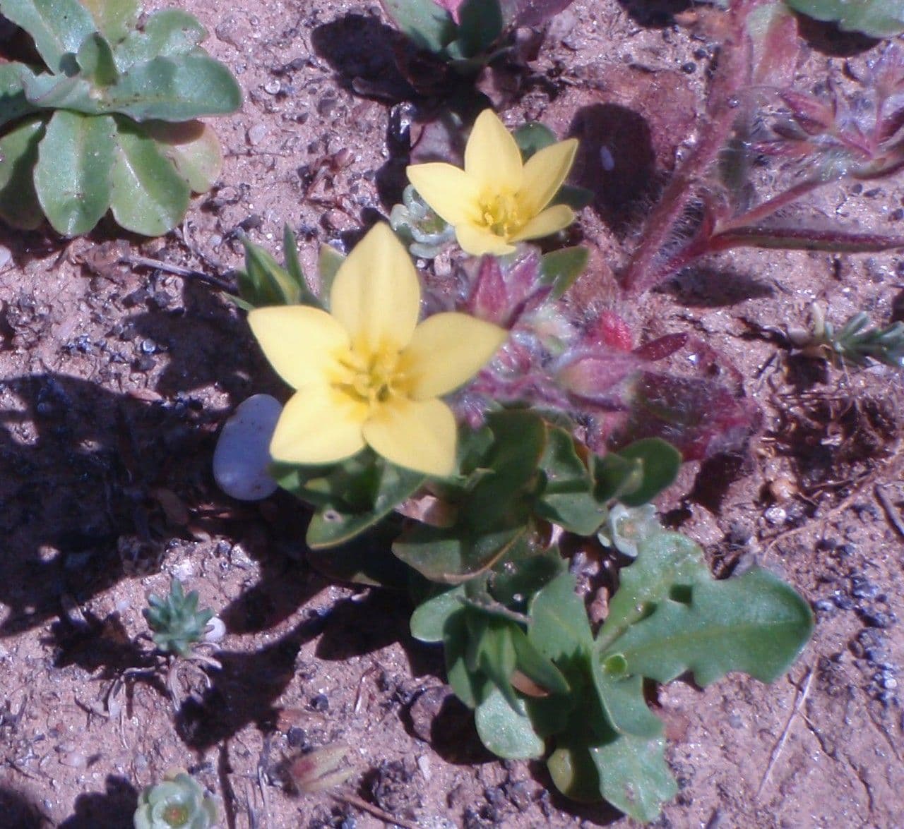 Petite-centauree maritime en fleur le long de la cote