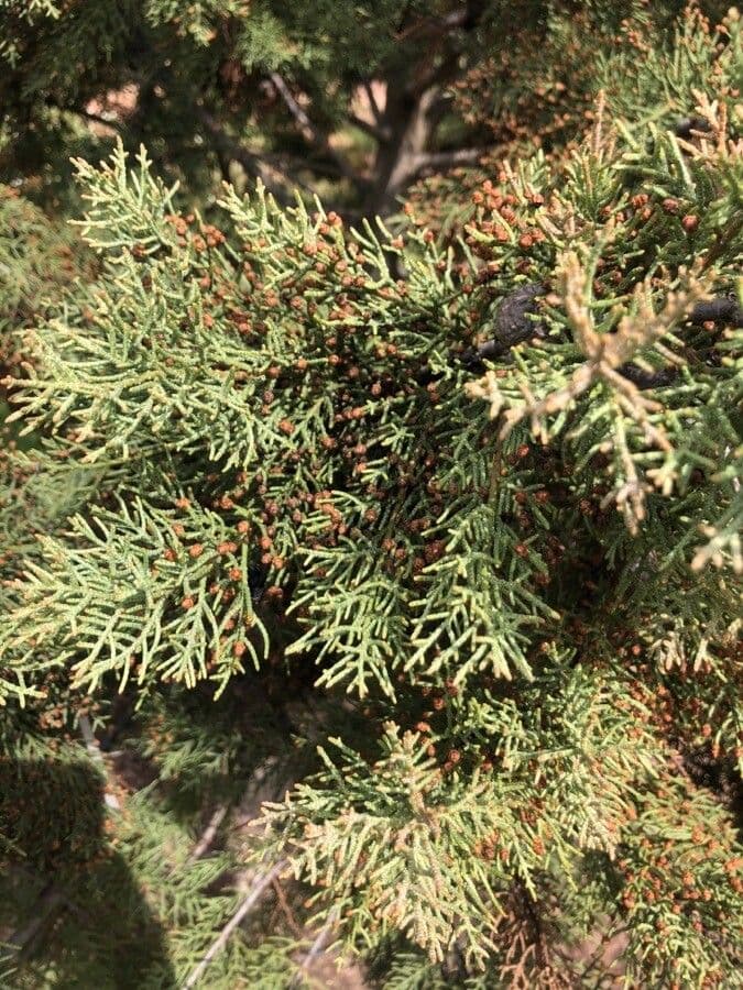 Baker cypress with fine blue-green needle foliage