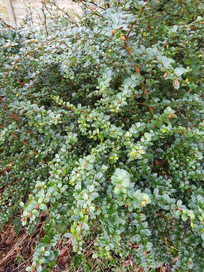 Darwins Berberitze in voller Blüte mit gelb-orangenen Blüten und dunkelgrünen Blättern