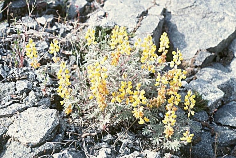 Lupinus citrinus met karakteristieke oranje-gele bloemen in zonnig Californisch landschap