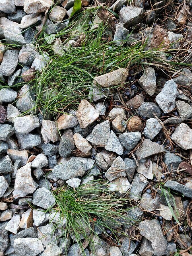 Draadzwenkgras in tuin met zachte, grijsgroene kluitvormige bladeren