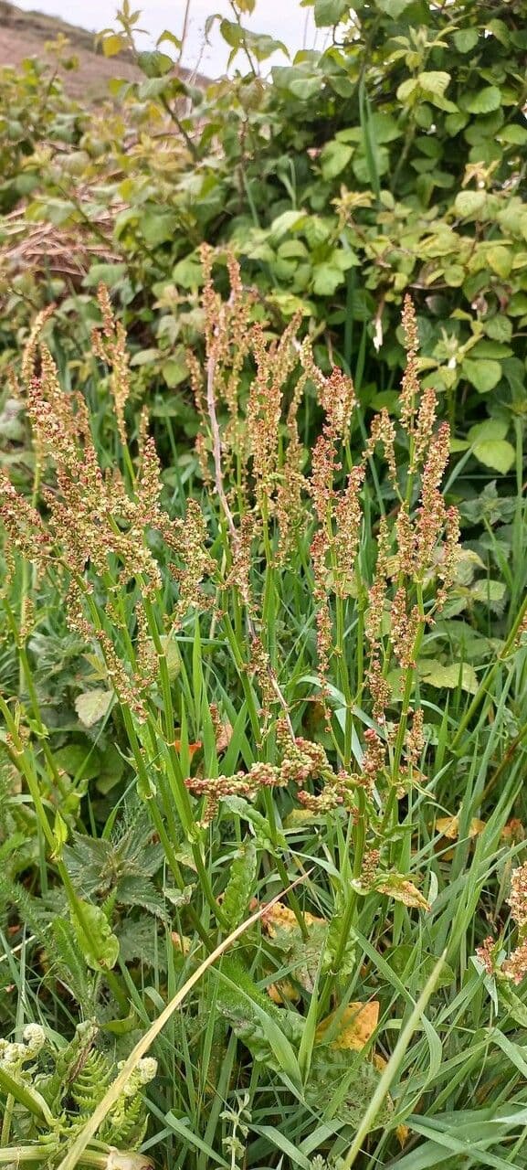 Plante d'oseille commune avec fleurs vertes et feuilles en fleche dans le jardin