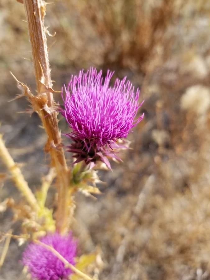 Musk thistle (Carduus nutans) displaying characteristic nodding purple flower head and spiny stem leaves