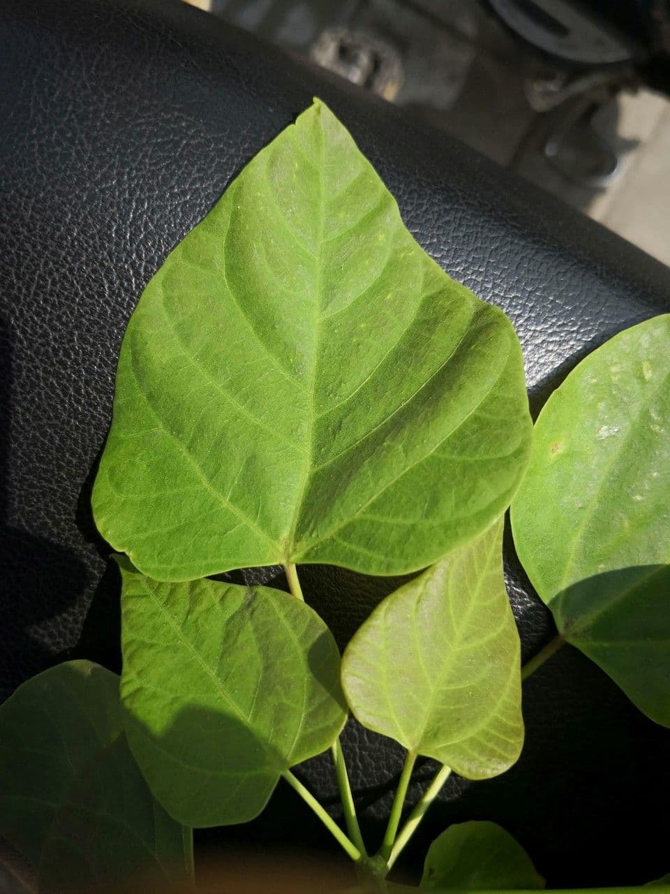 Catalpa bungei Baum mit gro-en Blattern und Bluten in Gartenumgebung