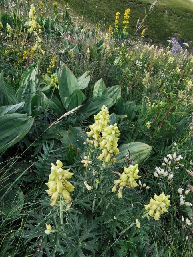 Fleurs jaunes d'aconit tue-loup (Aconitum lycoctonum) en floraison complete