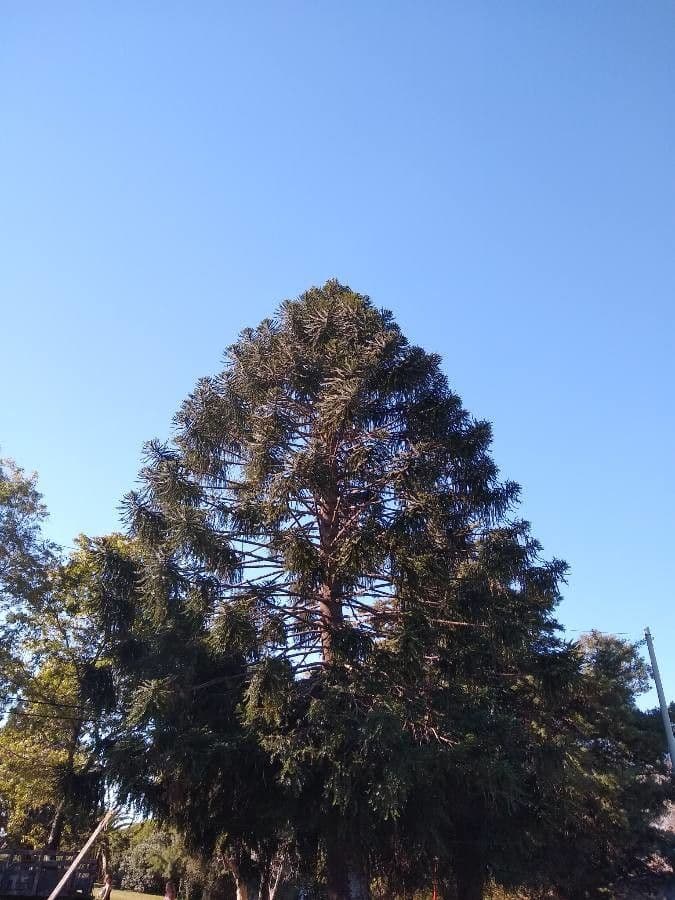 Volwassen Bunya pine boom met kenmerkend diagonale takkenpatroon