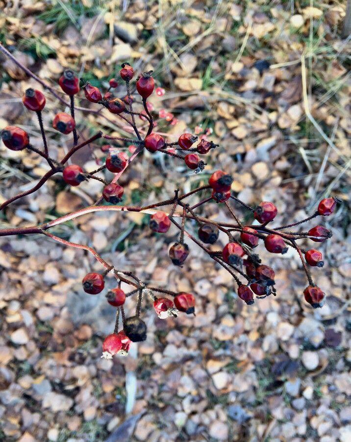 Rosier multiflore en fleur sur une clôture, avec des grappes de petites fleurs blanches