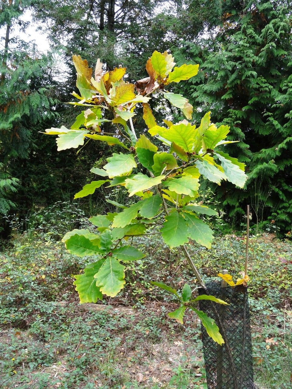Daimyo-Eiche mit charakteristischen gezahnten Blattern