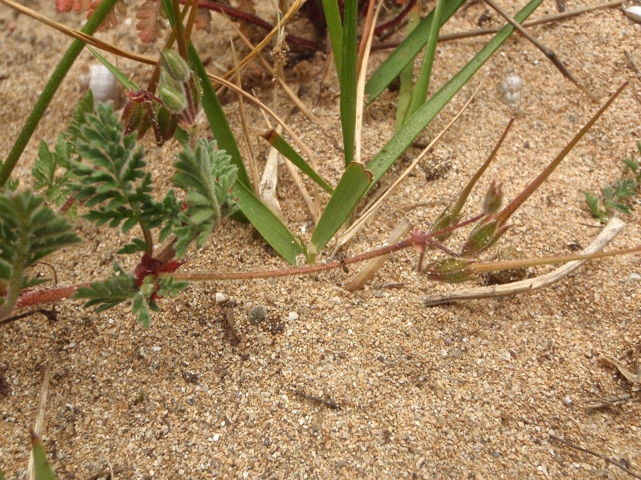 Erodium lebelii avec fleurs pourpres et tetes de graines caracteristiques