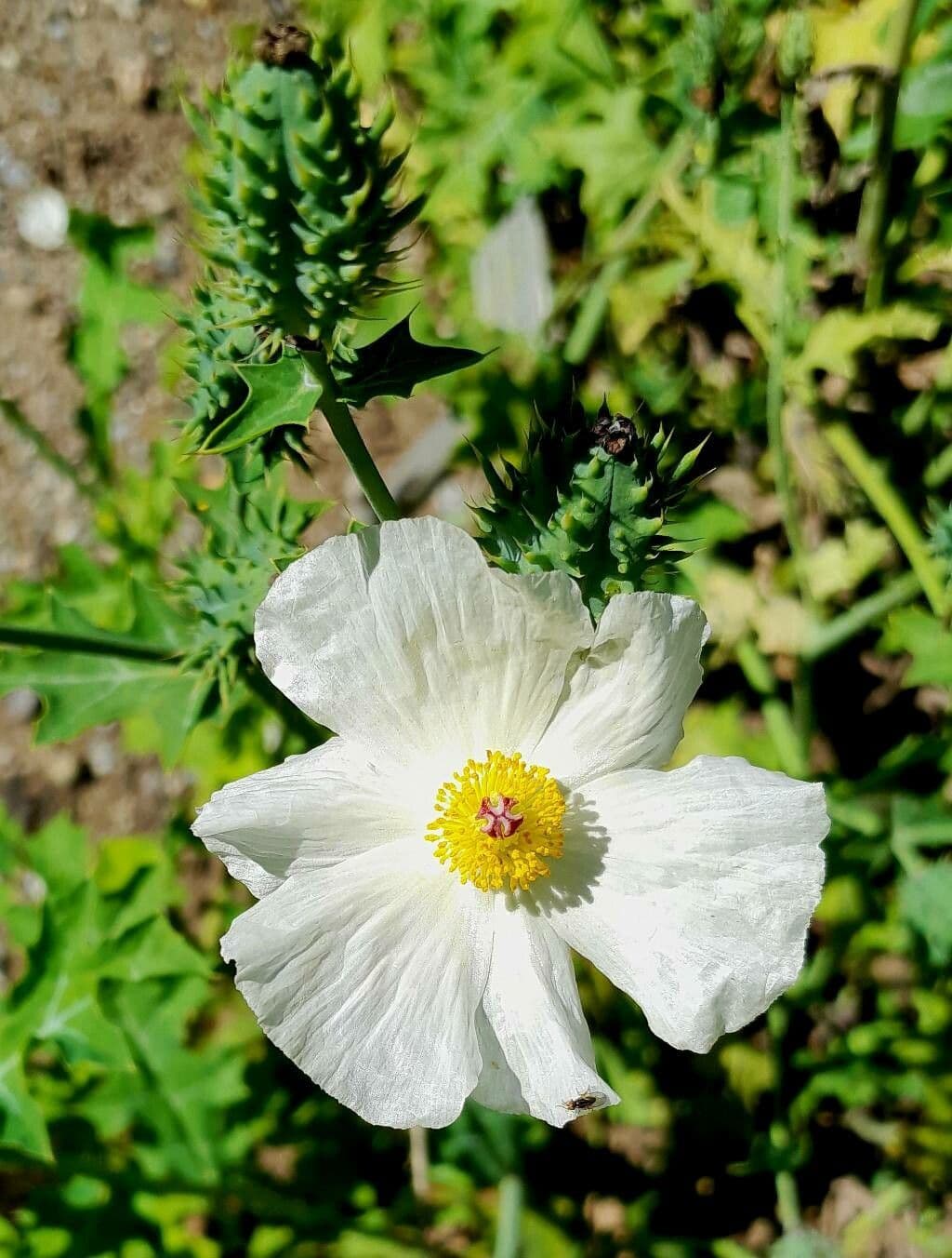 Weisse Blute des Stachelmohns (Argemone polyanthemos) mit goldenen Staubblattern