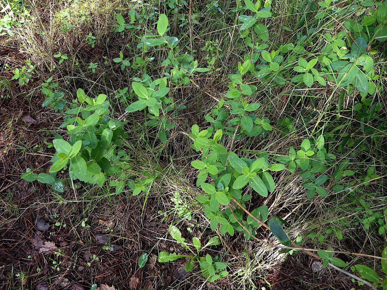 Wilde kamperfoelie klimt door een loofbos met witte en crèmekleurige bloemen in de zomer