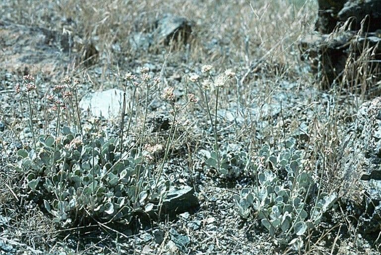 Eriogonum strictum mit Blütendolden auf trockenem Felshang