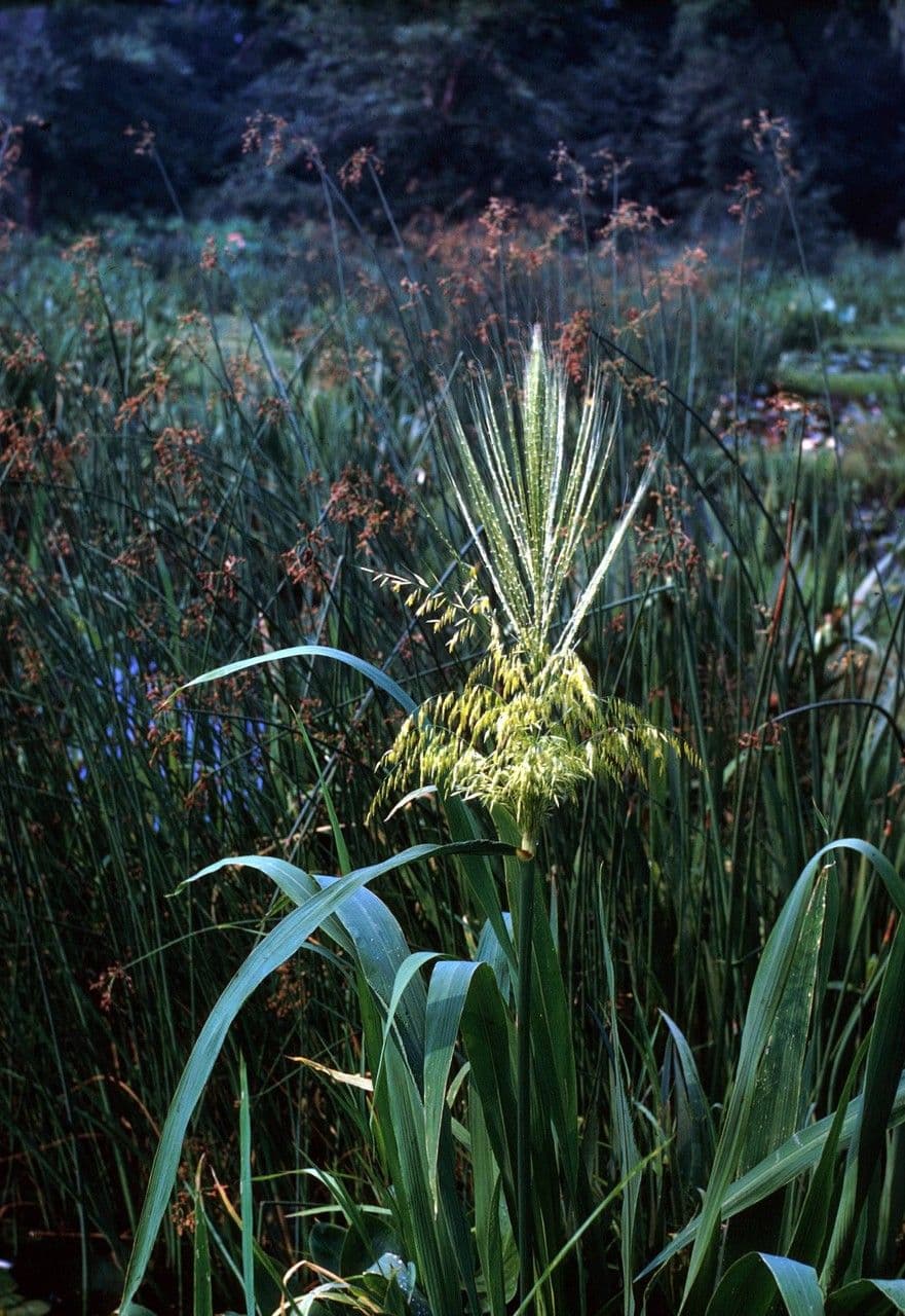 Wild rice (Zizania aquatica) growing tall in a natural water habitat