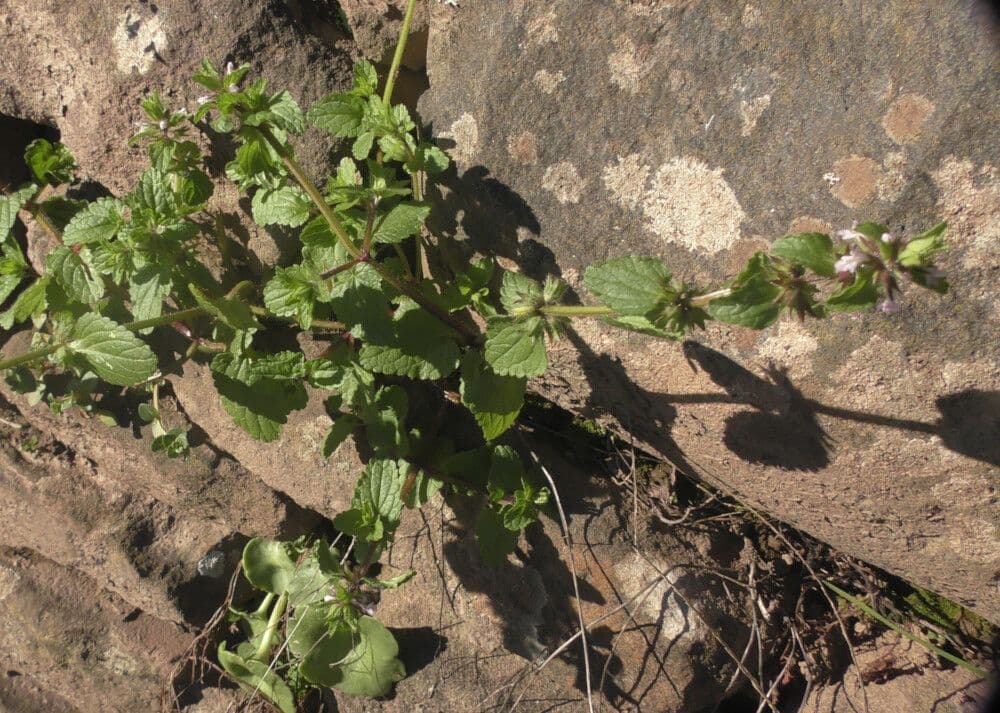Field stachys plant with white flowers and green foliage