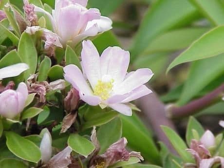 Roos-cactus met groene bladeren en roze-witte bloemen