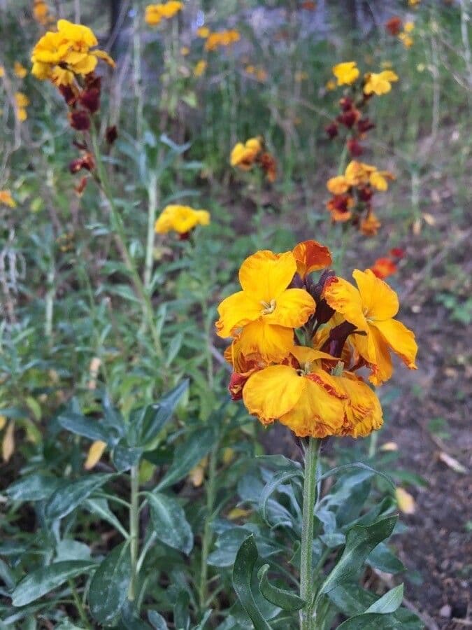 Fleurs jaune d'or de la giroflée des murailles (Erysimum x cheiri) en pleine floraison