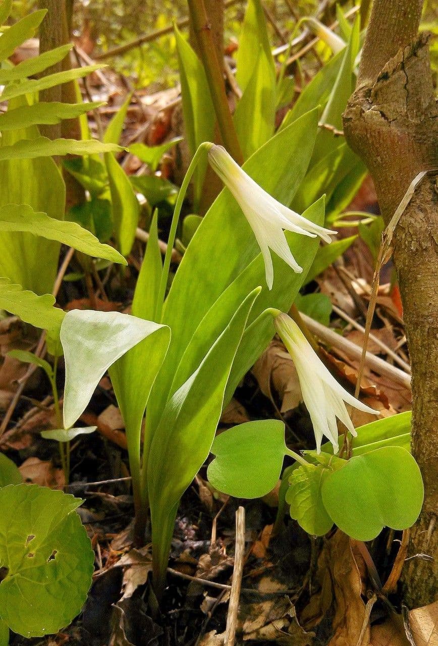 White flowers of the white trout-lily Erythronium albidum