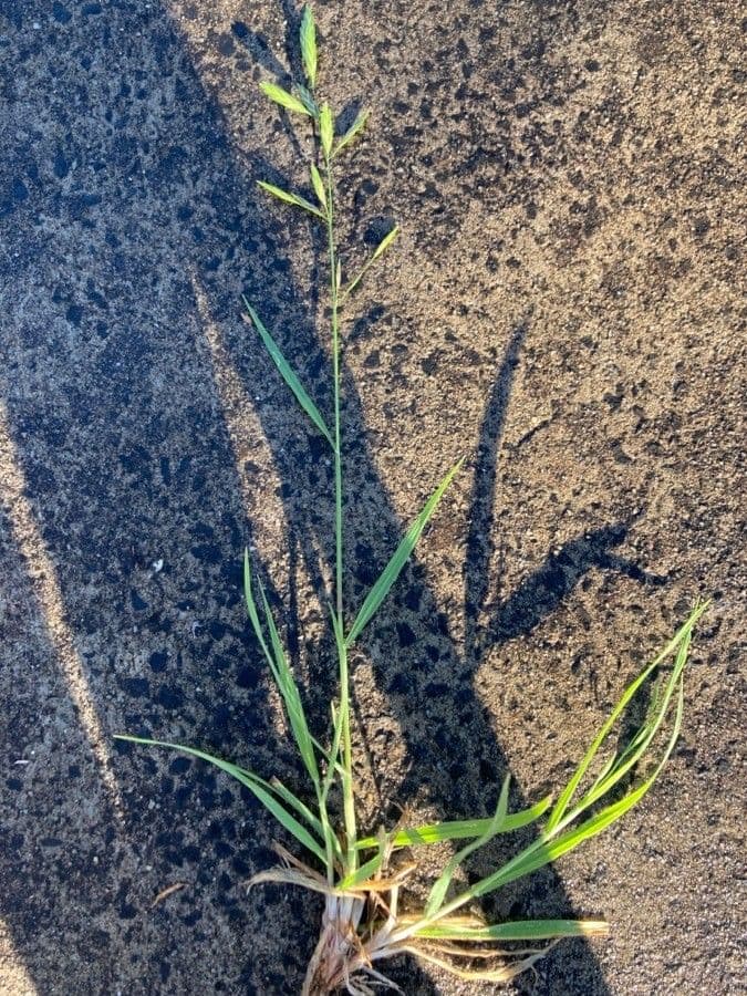 Rescuegrass (Bromus catharticus) grass species with slender foliage and panicles