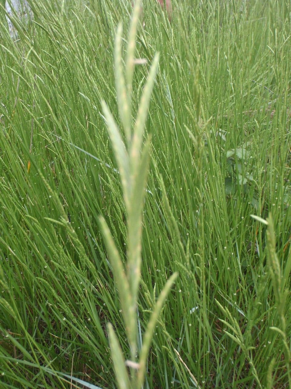 Brachypodium phoenicoides mit zarten Blutenschaften