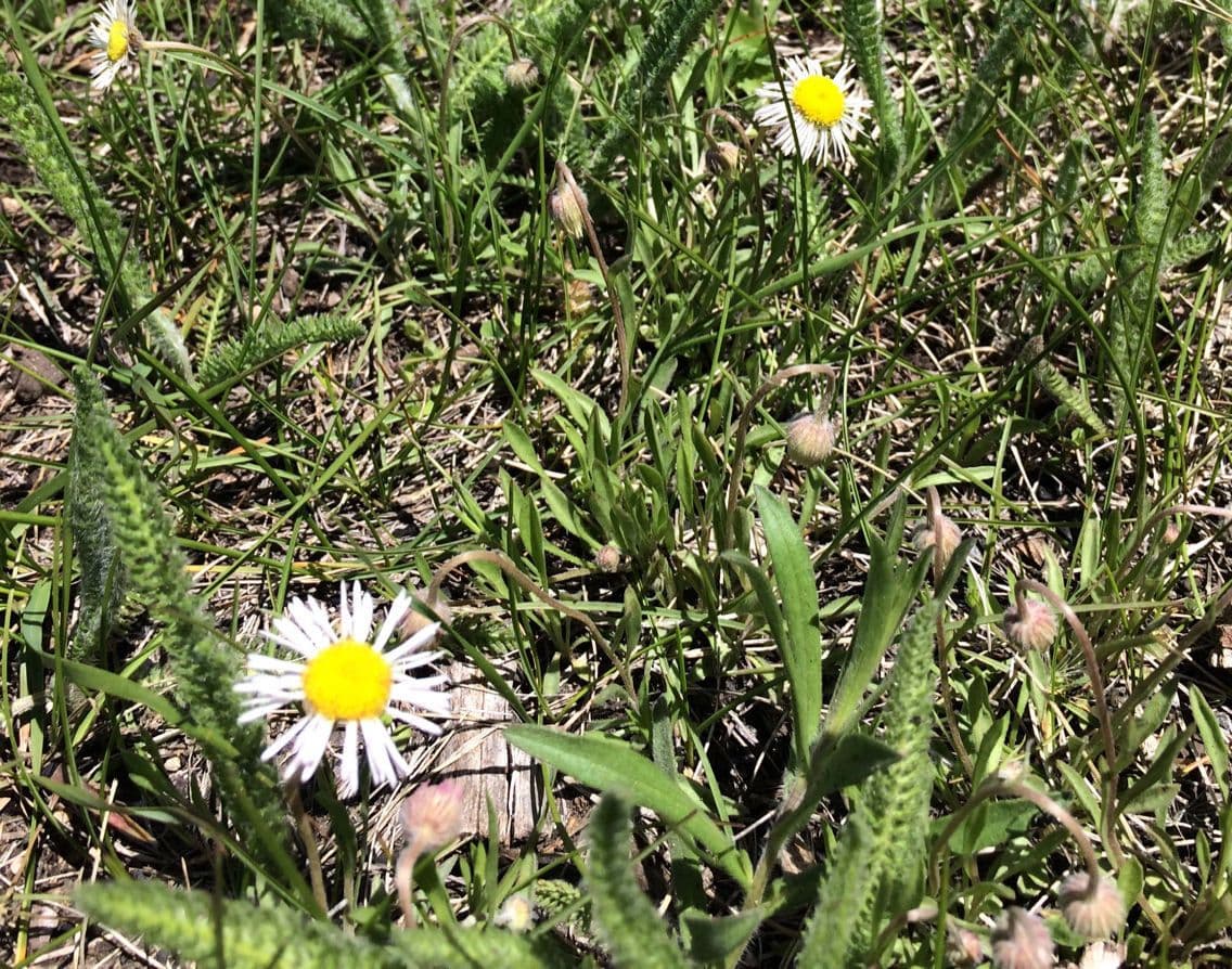 Arctic alpine fleabane met roze en gele bloempjes in berghabitat