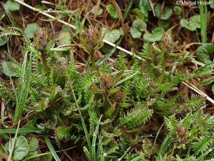Pedicularis sudetica flower in mountainous setting with characteristic purple tones