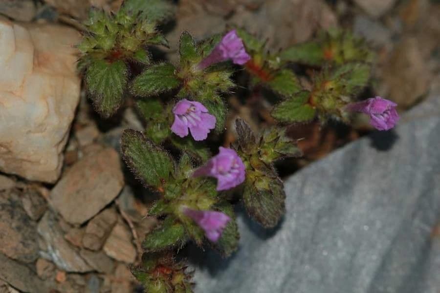 Fleurs violettes du galéopsis des Pyrénées (Galeopsis pyrenaica) en fleur