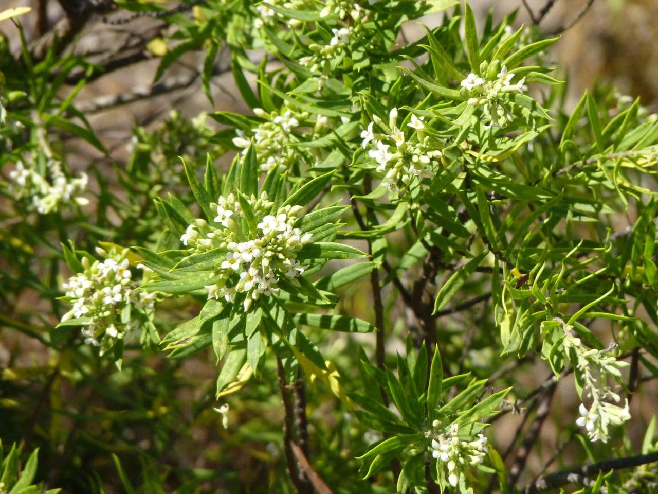 Fleurs blanches parfumees de Daphne gnidium en pleine floraison