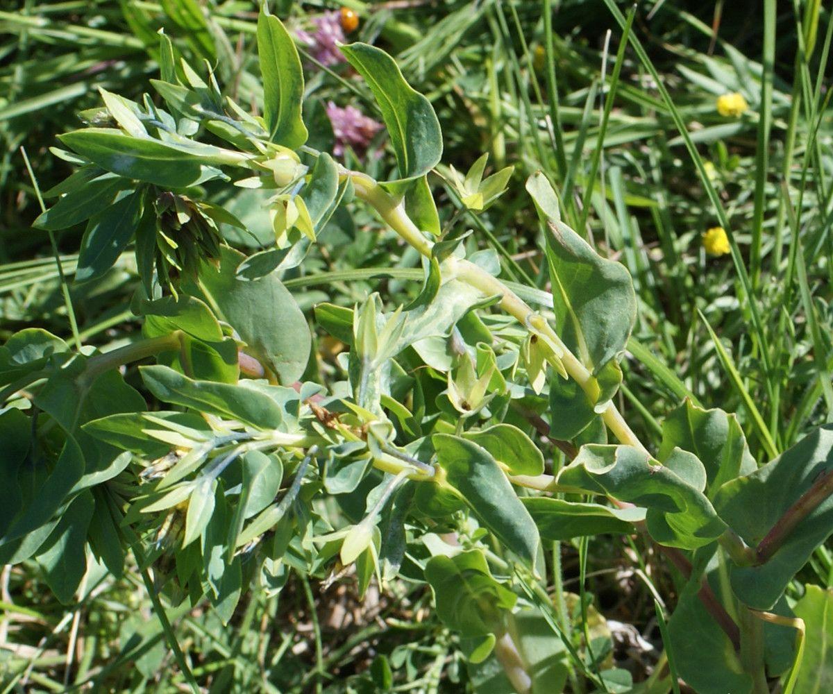 Cerinthe minor in full bloom with yellow and blue flowers in a sunny garden border