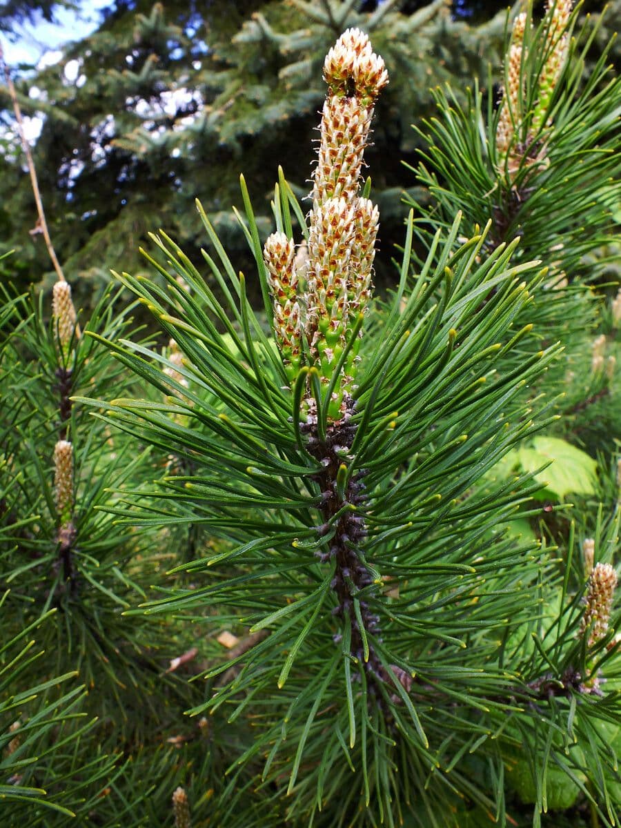 Dark green needles and distinctive spiky cones of Bishop Pine