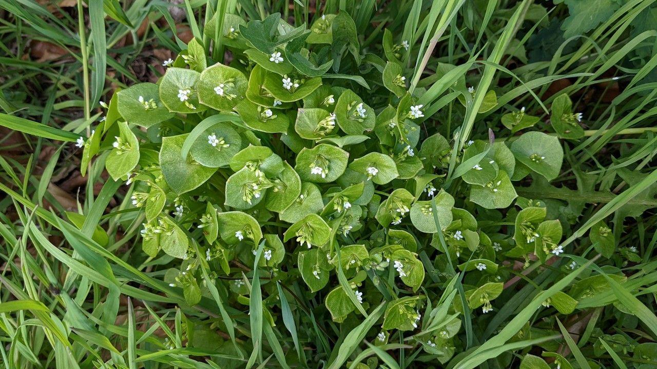 Witte winterpostelein (Claytonia perfoliata) in volle bloei op een zachtverlichte voorjaarsgrond