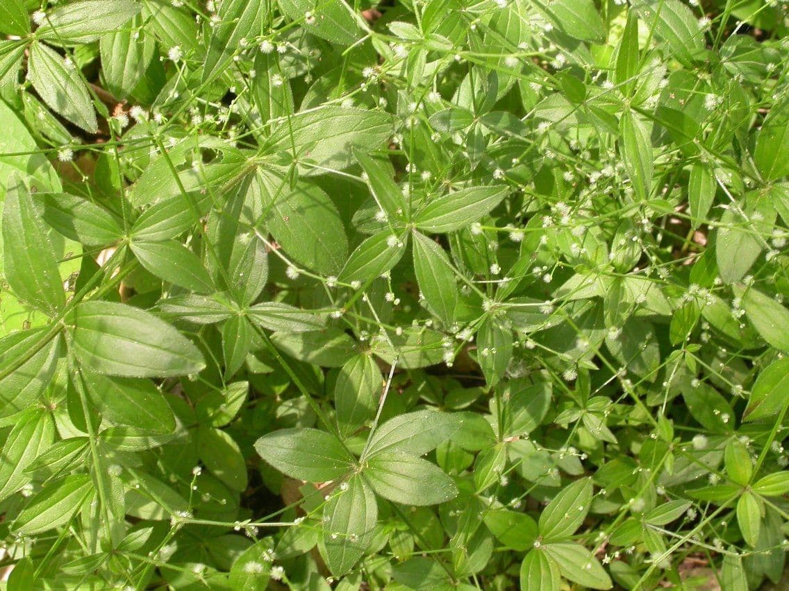 Galium circaezans with whorled leaves in a shaded woodland setting