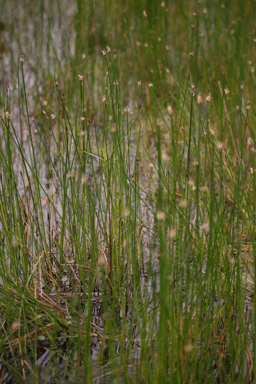 Gewöhnliche Sumpfsimse am Teichrand, dichtes Wachstum im Halbschatten